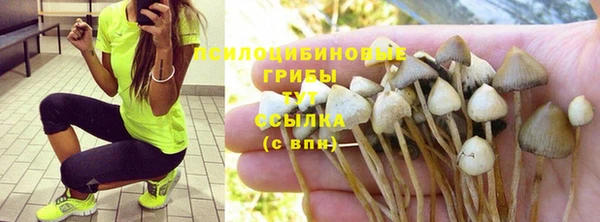 стаф Алзамай
